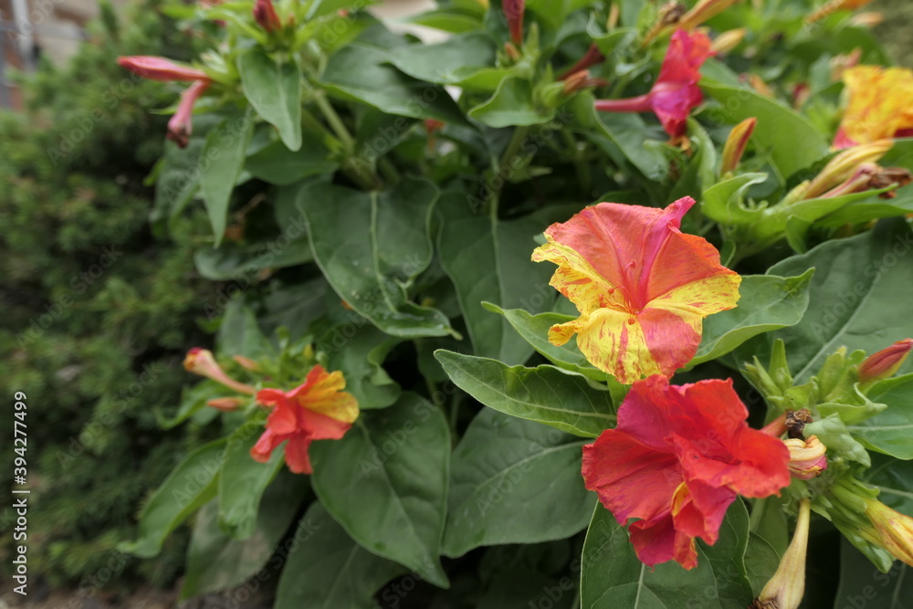 red and yellow flowers