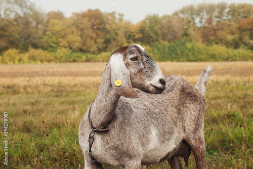 Portrait of Anglo-Nubian goat in a meadow on a cloudy autumn day