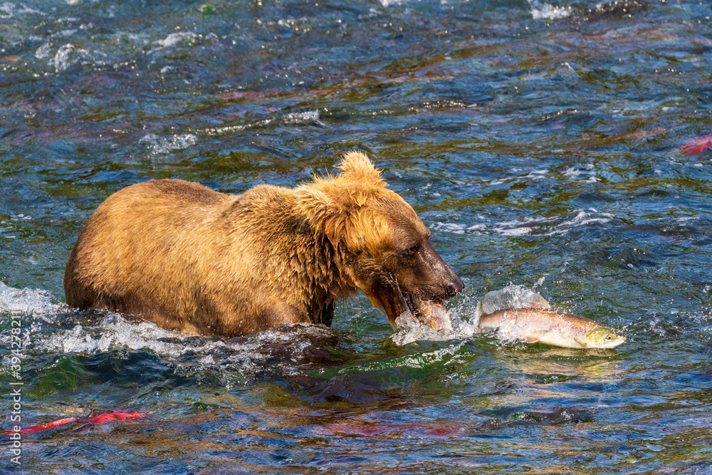 Brown bear fishing for salmon near Brooks Falls, Katmai National Park, Alaska. One fish is in the mouth of the grizzly bear, and another fish has been scared out of the water in front of the grizzly Brown bear fishing for salmon near Brooks Falls, Katmai National Park, Alaska. One fish is in the mouth of the grizzly bear, and another fish has been scared out of the water in front of the grizzly