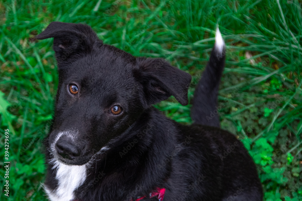 Close up of dog with brown eyes. Cute small black dog sitting on green grass and looking to camera. Sad face.