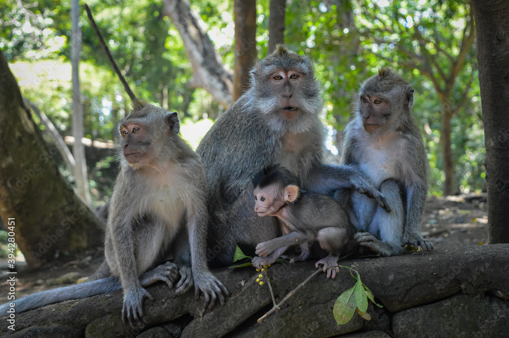 Beautiful image of a family of balinese long-tailed monkeys at the Sacred Monkey Forest Sanctuary (Monkey Forest Ubud), Bali, Indonesia.