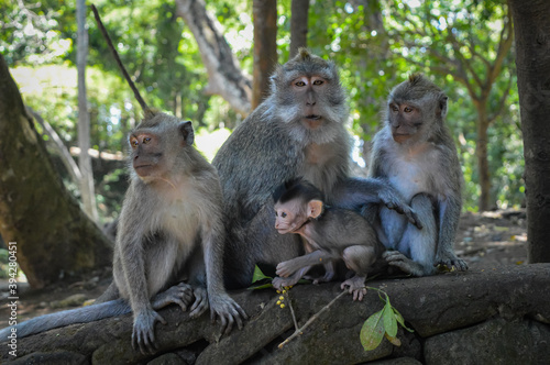 Beautiful image of a family of balinese long-tailed monkeys at the Sacred Monkey Forest Sanctuary (Monkey Forest Ubud), Bali, Indonesia. © Rene Hausotte