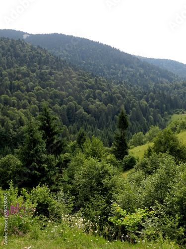 Green bushes and spruces in the forest growing in the mountains