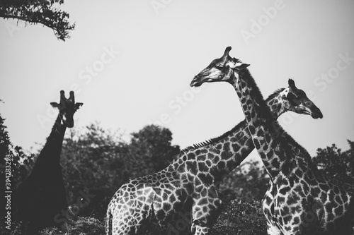 Photography two giraffes