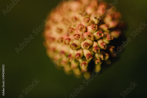 Yellow flower bud macro close up with green background photo