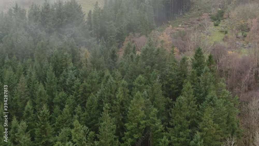 custom made wallpaper toronto digitalAerial View of Coniferious Forest on Foggy Autumn Day in Countryside of Norway