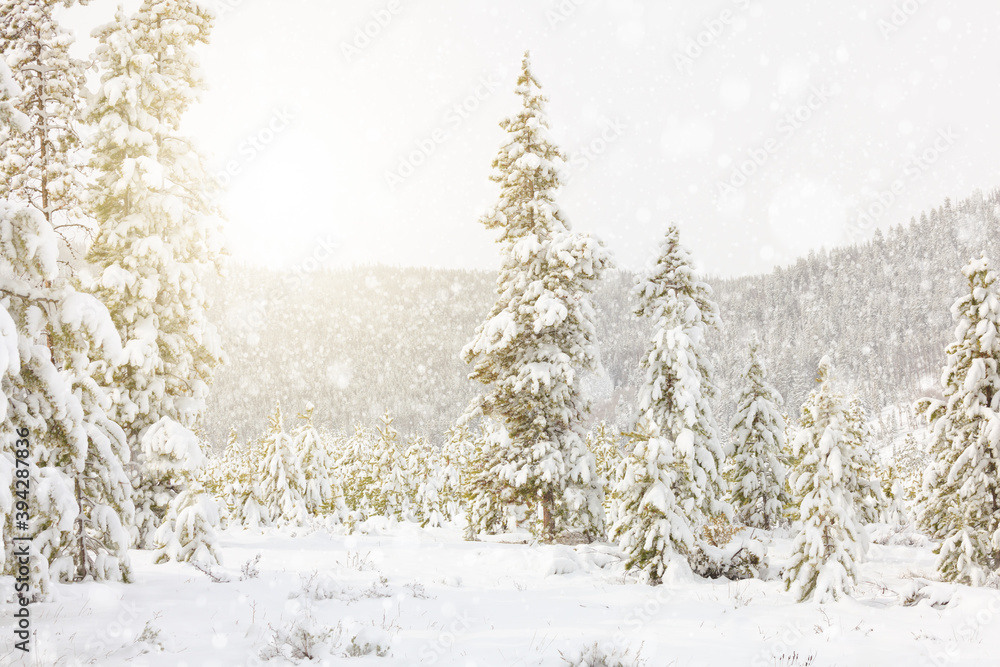 Sunny winter landscape of snowflakes falling on evergreen trees covered in snow in front of mountain in Colorado