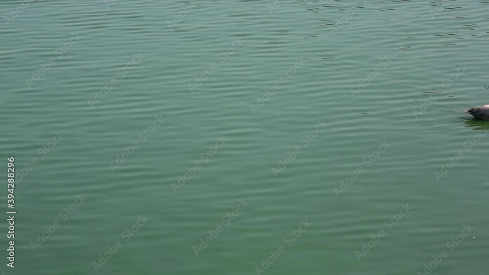 Pelican Swimming in Rippling Water Pelican Swimming in Rippling Water