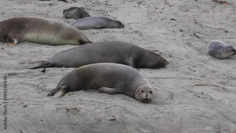 Seals on Beach with Pups Seals on Beach with Pups
