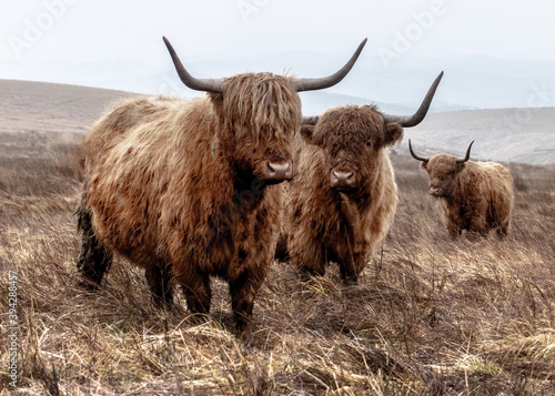Highland Cattle Herd on the Yorkshire Dales
