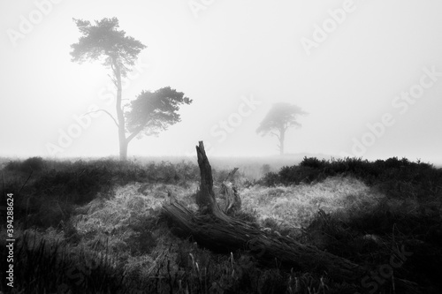 Photography Trees in the mist in Black and white