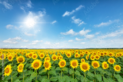 Beautiful summer day over sunflower field