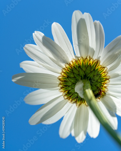 underneath a daisy on blue