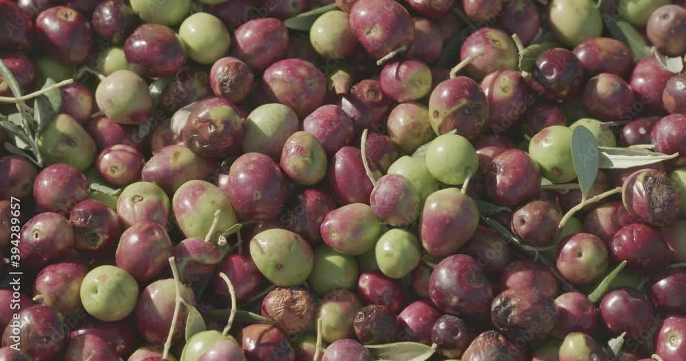 Ripe olives picking in Pakostane, Croatia Ripe olives picking in Pakostane, Croatia