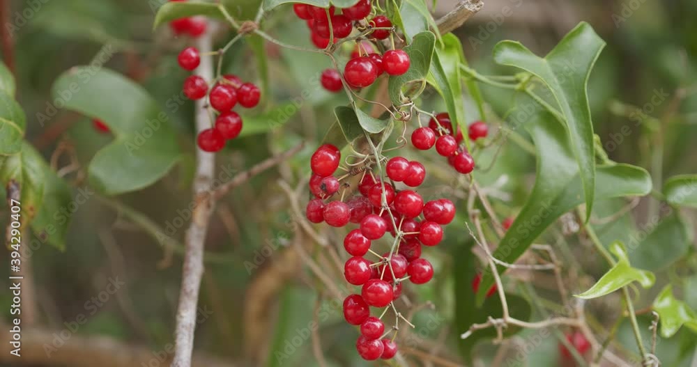 Fruits of the Smilax aspera, commonly called smilax, from Brijuni National Park Fruits of the Smilax aspera, commonly called smilax, from Brijuni National Park