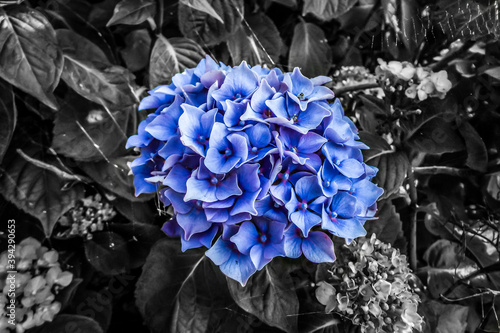 blue and white flower