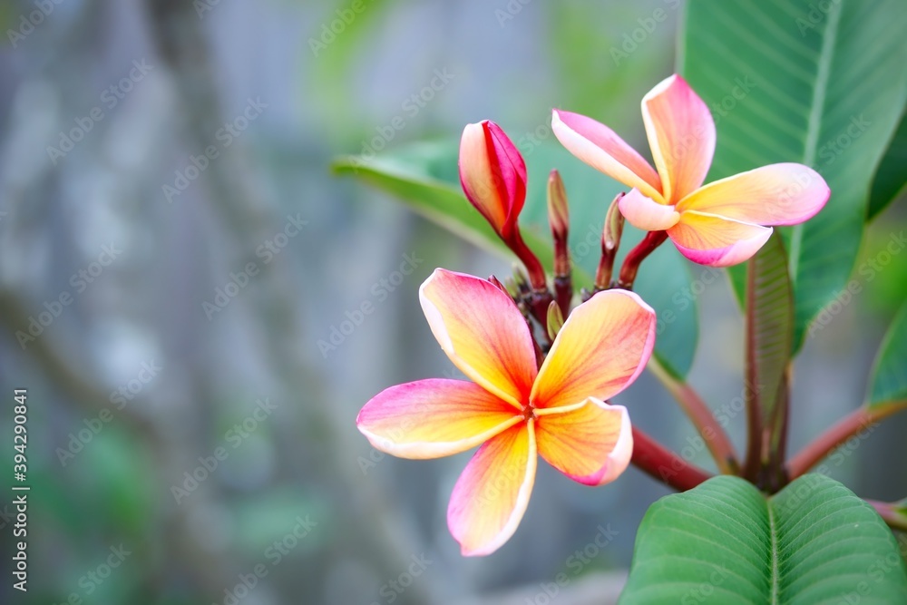 A close up shot of some pretty peach color plumeria flowers in natural light.