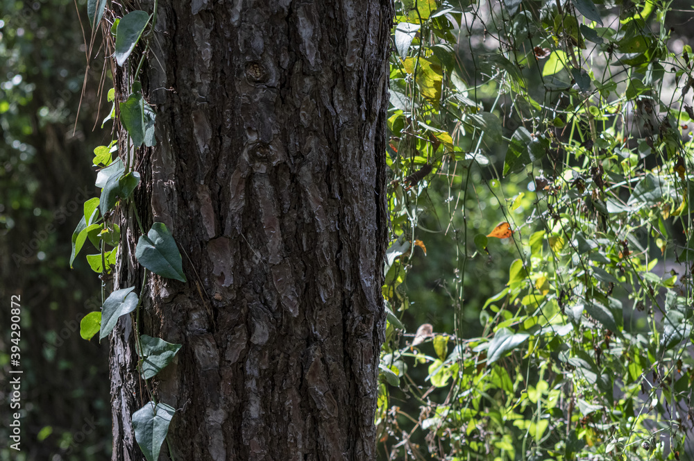 Obraz premium tree in the forest