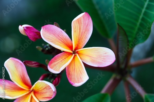 A close up shot of some pretty peach color plumeria flowers in natural light.