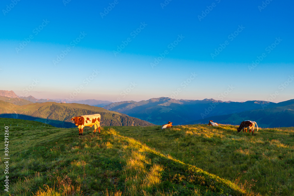 Colorful summer sunrise of the Plattenkogen on Zillertal alps with cows . zillertal alps ,Tyrol. Location austria Europe.