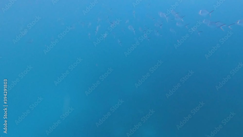 A bank of fish is swimming in the deep blue ocean of the Galapagos islands while snorkeling or diving. A bank of fish is swimming in the deep blue ocean of the Galapagos islands while snorkeling or diving.