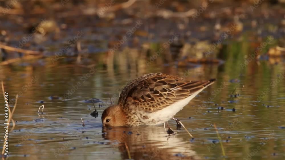 Dunlin (Calidris alpina) on shallow Vrana lake, Croatia Dunlin (Calidris alpina) on shallow Vrana lake, Croatia