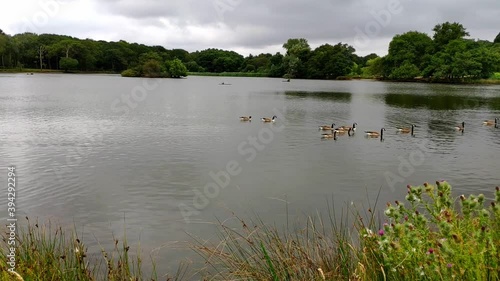 One of the ponds at the centre of Richmond park on a cloudy day. A bunch of geese are seen swimming together to one side. photo