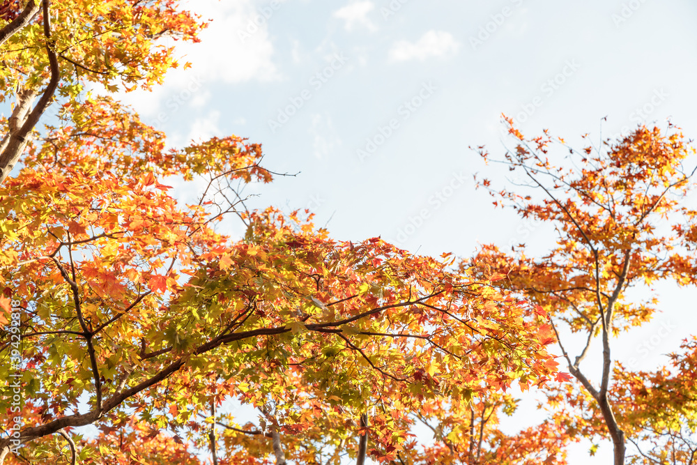 【紅葉】日本の秋（国営昭和記念公園）