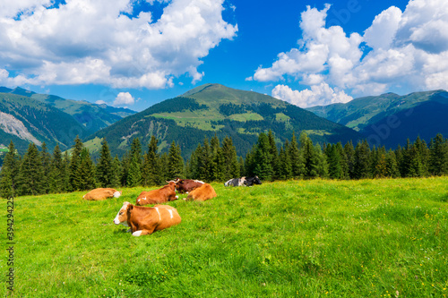Mountain valley with cows in village landscape in Zillertal Alps . Mountain green valley village view austria near gerlos © Martin