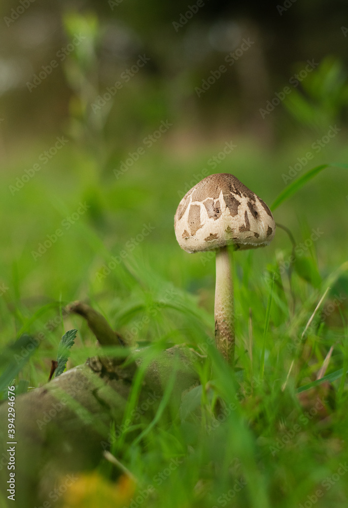 Close-Up Of Parasol Mushroom growing in the Forest Close-Up Of Parasol Mushroom growing in the Forest