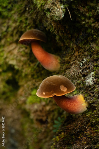 Close-Up Of Mushroom growing in a wall of the Forest