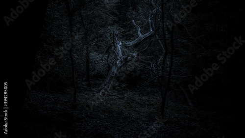 Fotografie, Obraz Elegant Skeletal Tree in Dark Woodland