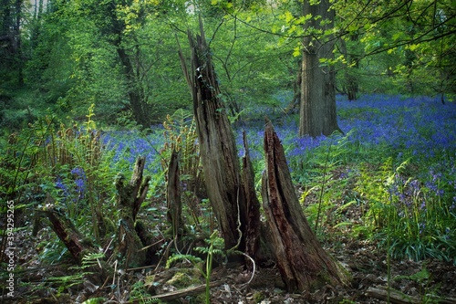 Springtime Forest Stump and Bluebell Bloom in North Somerset