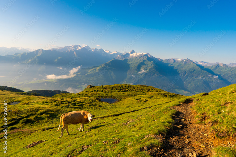 Mountain green summit landscape. Cow grazing on mountain summit. Cows graze in mountains alps europe austria