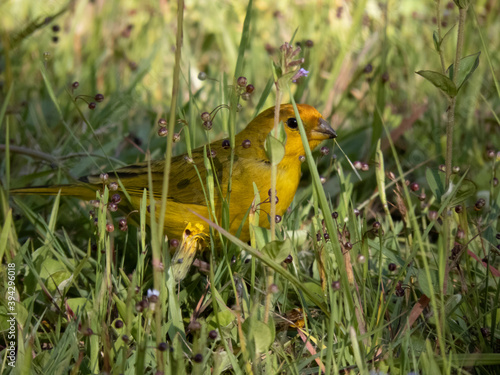 Canaries among flowers and green leaves