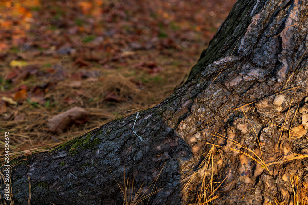 Fototapeta premium Baumstamm im Herbst