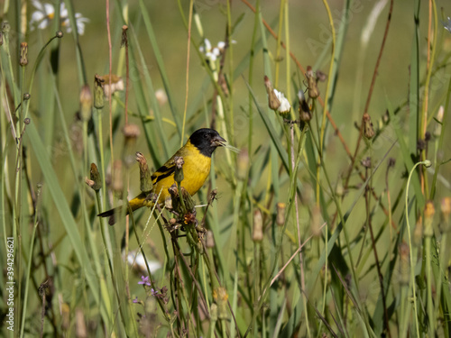 Male Brazilian Goldfinch found in the wild