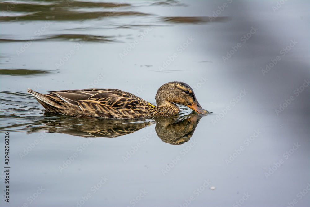 duck on the water duck on the water