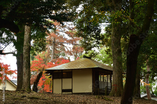 奈良公園森の中の茶室と秋の紅葉