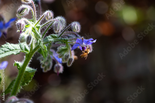 A bee gathering pollen from purple borage flowers in the garden in summer time.