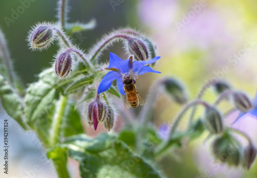 A bee gathering pollen from purple borage flowers in the garden in summer time.