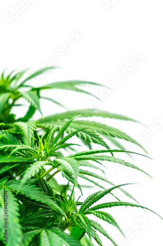 Leafs of Cannabis Plant Isolated on White Background