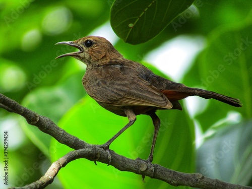 Indian robin on a branch