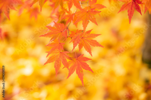 禅林寺