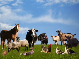 Lots of farm animals