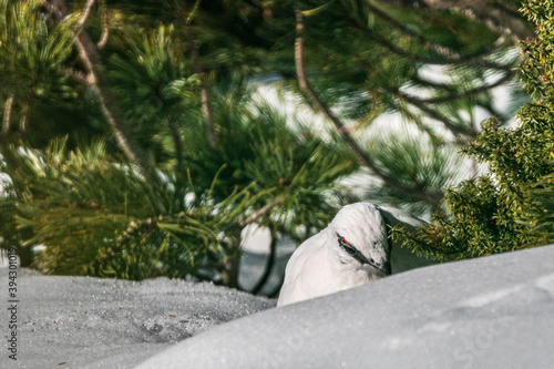 ハイマツを啄むライチョウ
