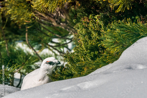 ハイマツを啄むライチョウ