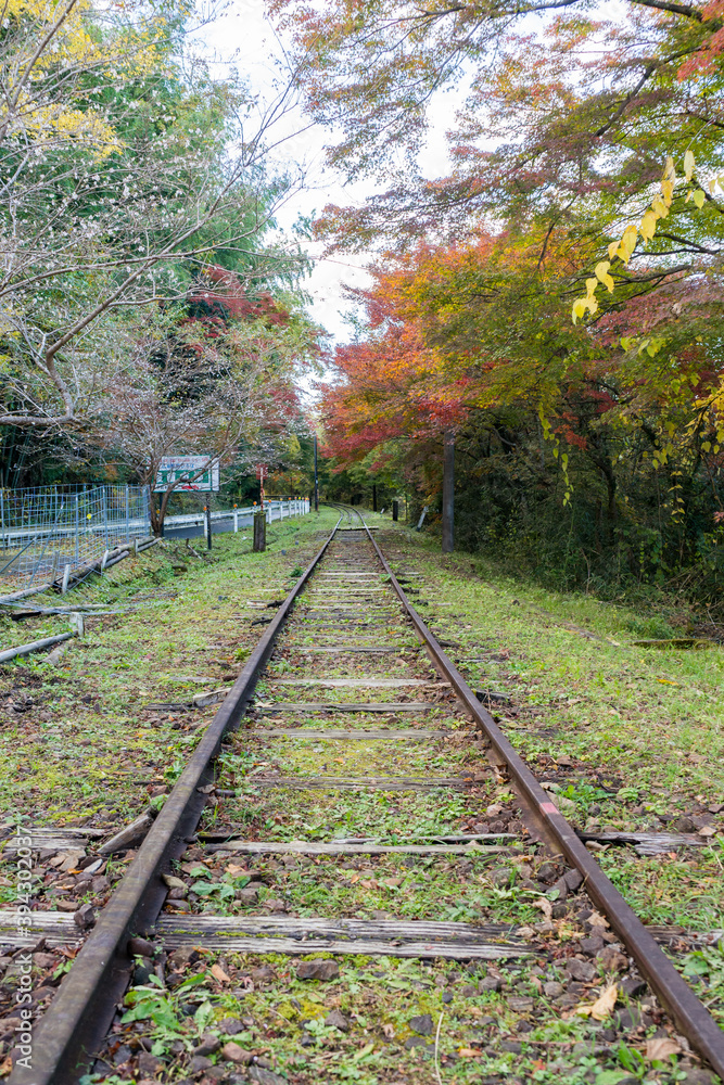 Fototapeta premium 廃線の道沿いに咲く紅葉のもみじ
