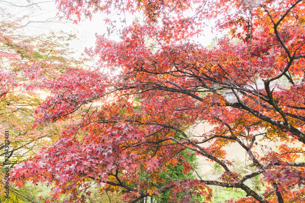 廃線の道沿いに咲く紅葉のもみじ