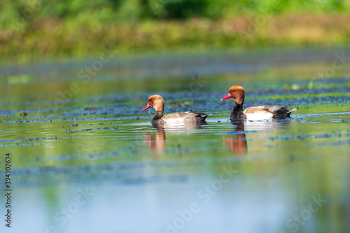 
Ducks playing in a beautiful swamp in Thailand